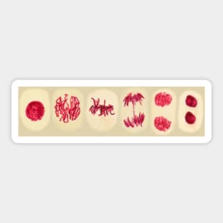 Plant cell mitosis, light micrograph (C022/5107) Sticker